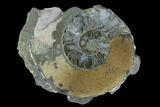 Cut Pyritized Ammonite (Pleuroceras) Fossil Pair - Germany #125372-1